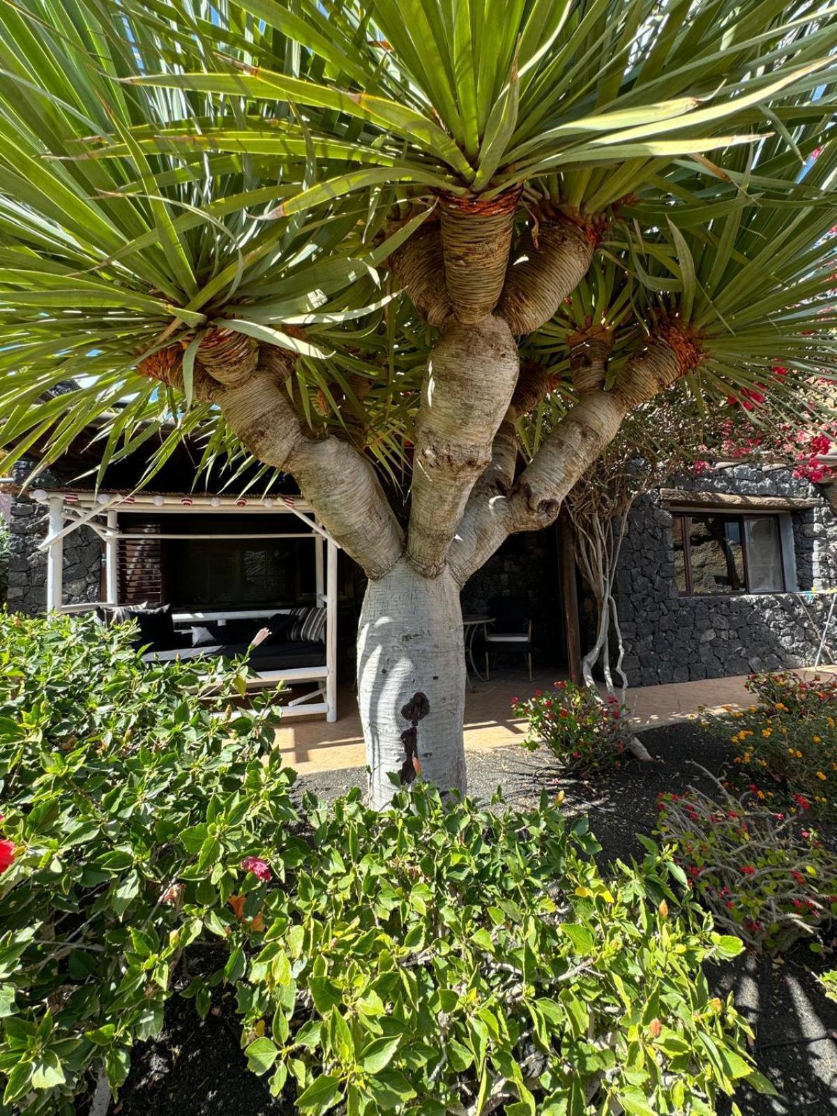 Castillo Lanzarote Villa Bailey - Luxury Villa - Pet Friendly With Heated Pool Ла-Асомада Экстерьер фото
